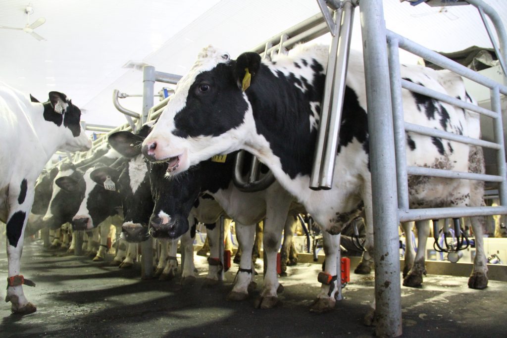 Cow manure is collected from 250 milking cows at Maryland Farms and is used to power a 500 kilowatt engine that runs on the methane collected from the manure's anaerobic digestion.
