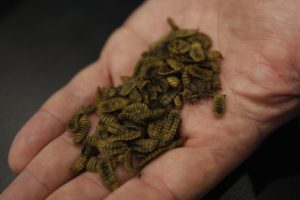 A handful of dried black soldier fly larvae from the folks at Enterra Feeds. It feeds on food waste and is sold as an ingredient in animal feed. Photo Duncan Kinney, Green Energy Futures
