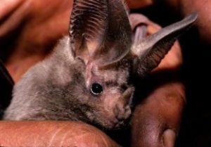 The silver haired bat is one of three migratory bat species in Alberta. Photo courtesy of <a href="https://flic.kr/p/gioZUV">EOL Learning and Education</a>