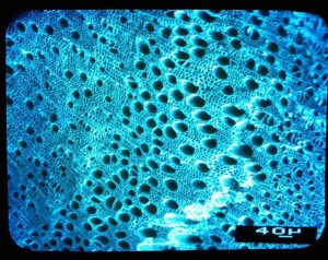 The pores are four millionths of an inch in size making great homes for all sorts of bacteria. Photo Maurice Tuchelt, Titan Carbon Smart Technologies 