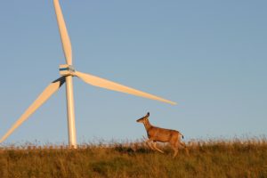 One study found wind power has the second lowest impact on wildlife. Photo David Dodge, GreenEnergyFutures.ca